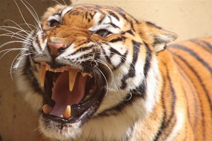 Tigar Usmrtio Mladu Enu Zaposlenu U Parku Nije Uo Ila Da Su Vrata