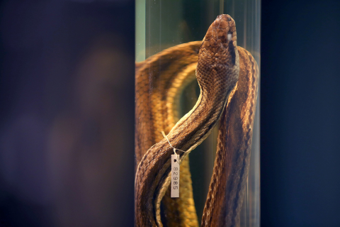 Australija našla 13 živih zmija u paketu iz Indonezije