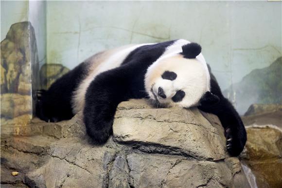 Dvije bebe divovske pande došle na svijet u zoo-u u Washingtonu