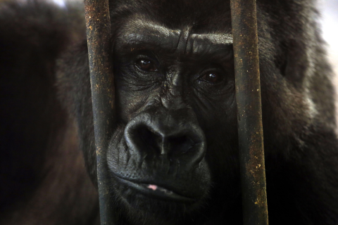 Zoo na Novom Zelandu zabranio izazivanje gorila lupanjem u prsa