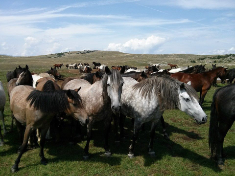 Livanjski divlji konji