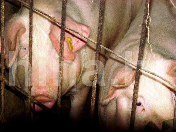 Slovenija razmišlja o novom modelu za jačanje svinjogojstva