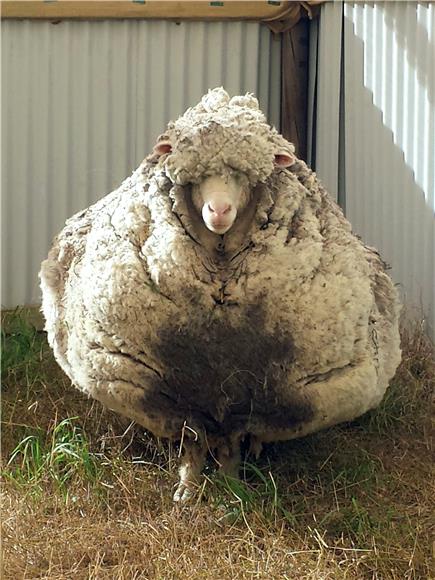 Australska ovca svjetska rekorderka nosila 42 kg vune