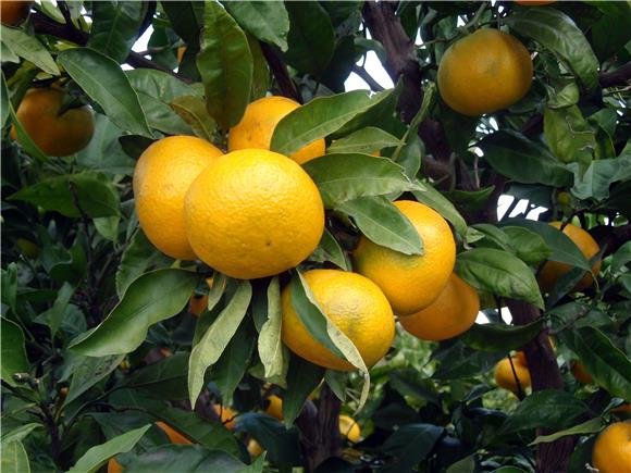 BiH zabranila uvoz dvije tone mandarina iz Hrvatske zbog zabranjenog pesticida