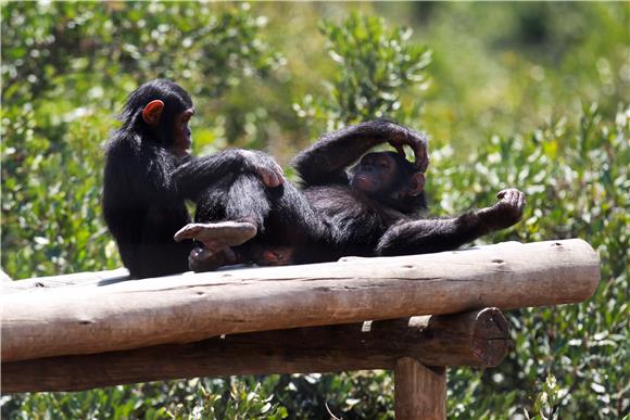 Čimpanze poklanjaju posebnu pozornost henidkepiranoj mladunčadi – studija