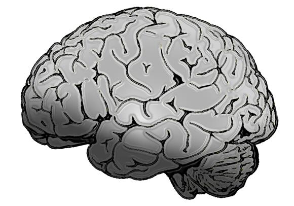 Nova mapa mozga dijeli korteks na još 97 regija