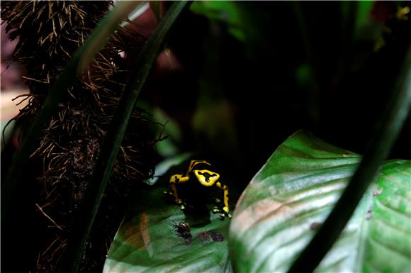 Otkriveno šest novih vrsta afričkih kandžastih žaba