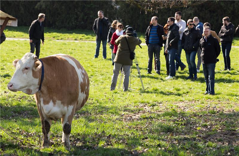 U Sloveniji živi krava Luca stara 35 godina, možda najstarija u Europi