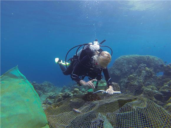 Istraživači svjedoče najgore masovno izbjeljivanje na Velikom koraljnom grebenu