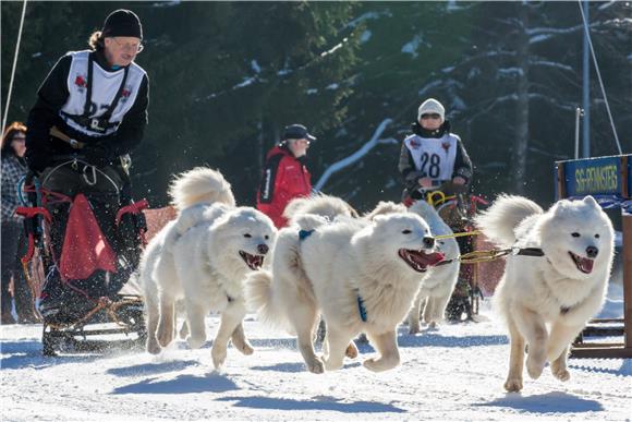Na Aljasci se održava najpoznatija utrka pasa za vuču saonica