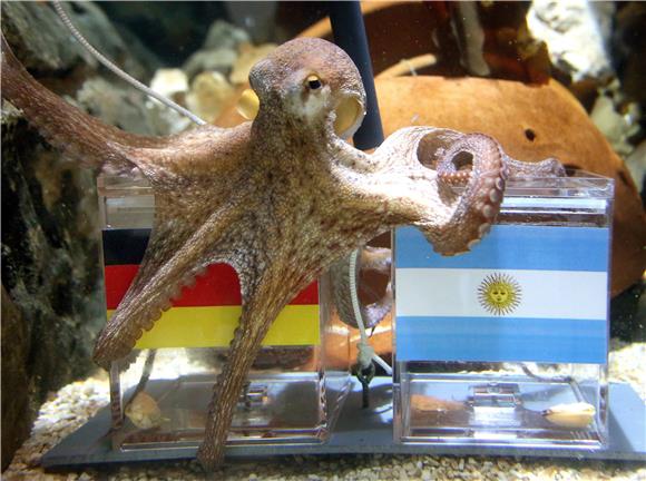 Spektakularni bijeg hobotnice Inkyja iz akvarija