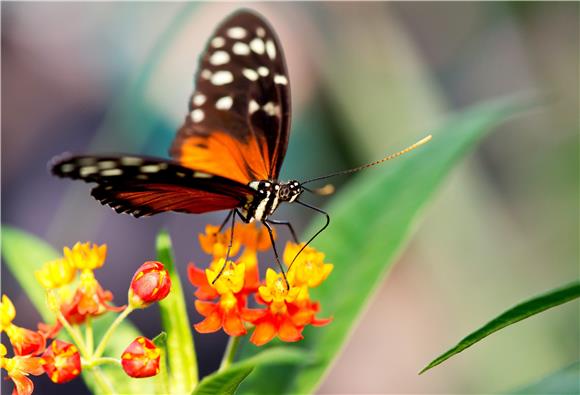 Otkrivena tajna migracija leptira monarha