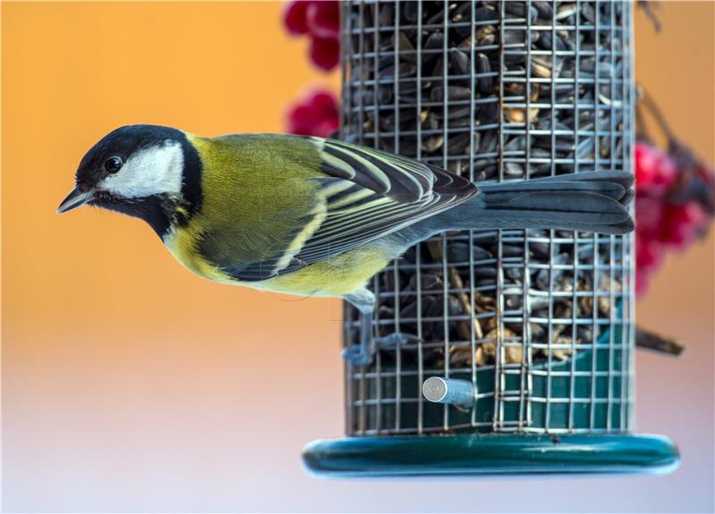 Ptice preživjele masovno izumiranje zahvaljujući sjemenju