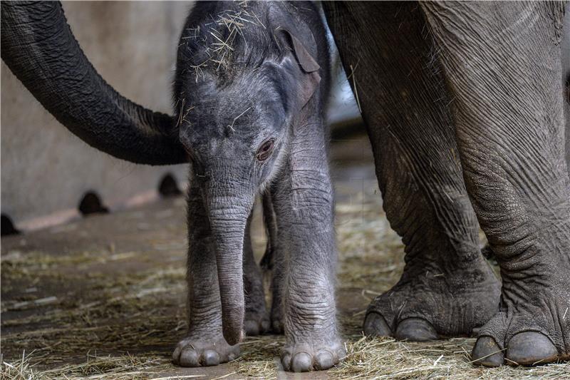 Oduzimajući im slobodu, slonove pretvaraju u turističku i cirkusku atrakciju