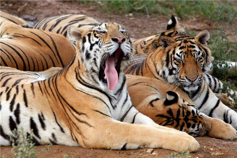 I tigrovi imaju osobnost – studija