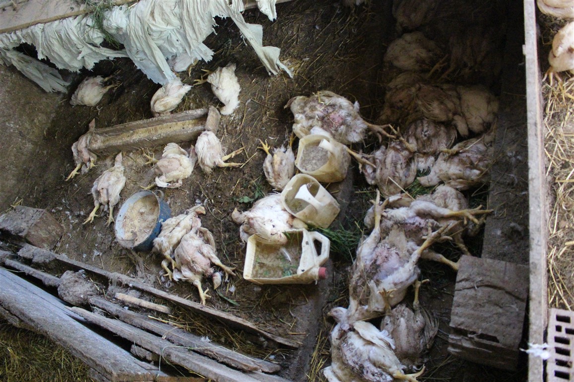 trema gornje selo