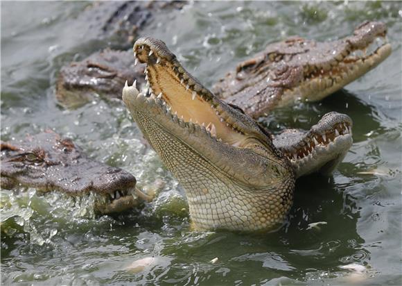 Japankama otjerala krokodila