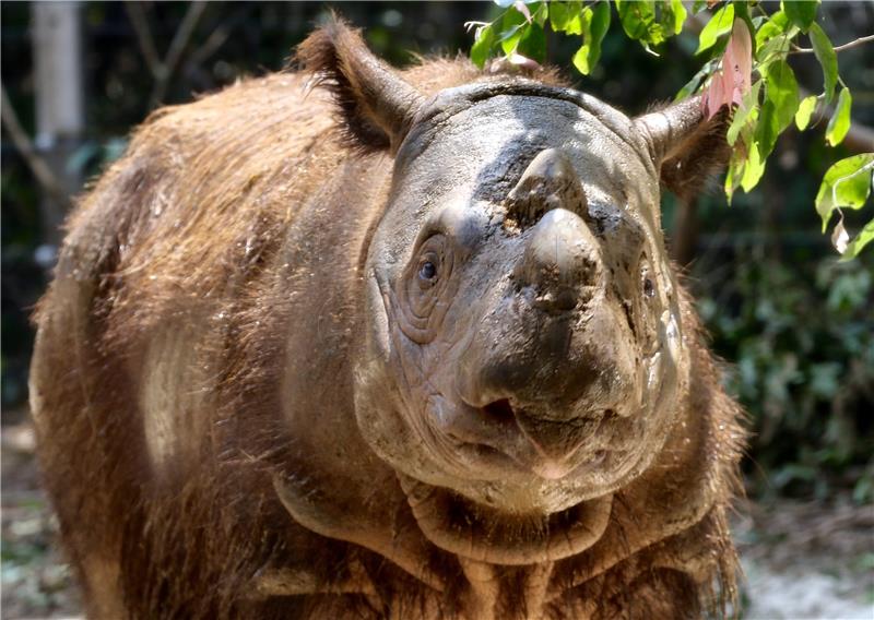 Ugroženi sumatranski nosorog donio na svijet mladunče