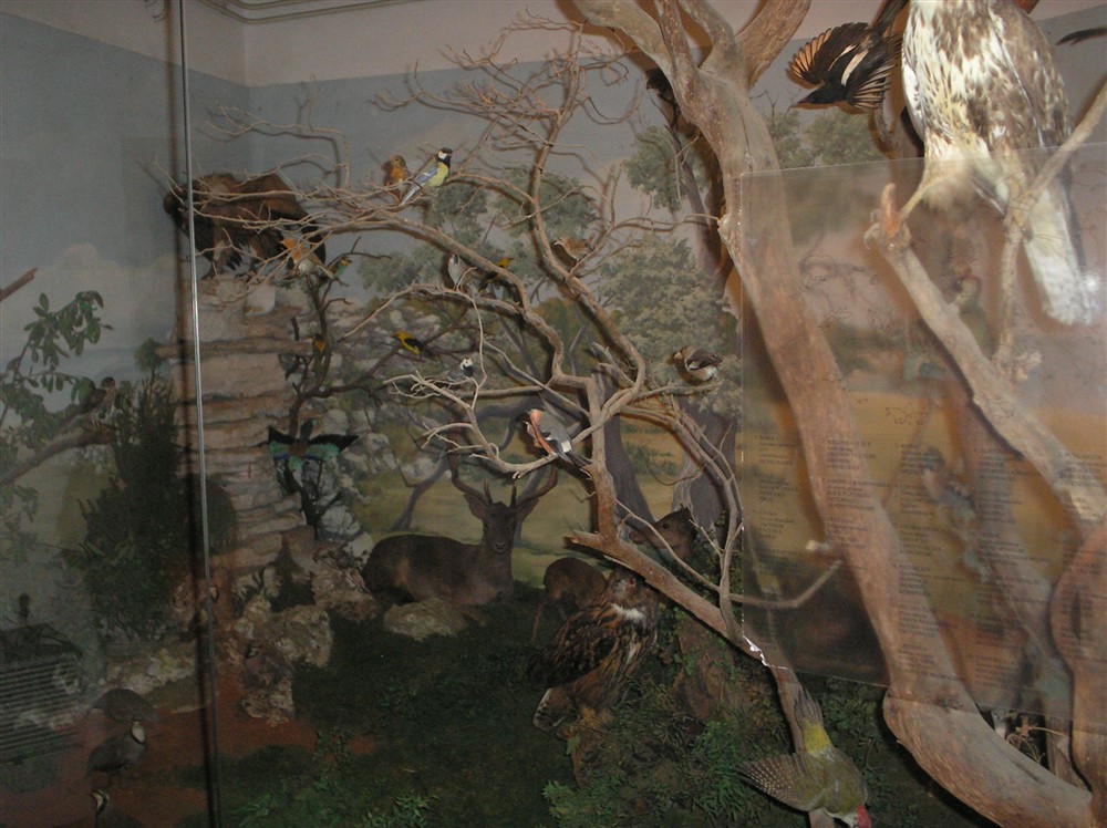 udruga-maslacak-na-brijunima
