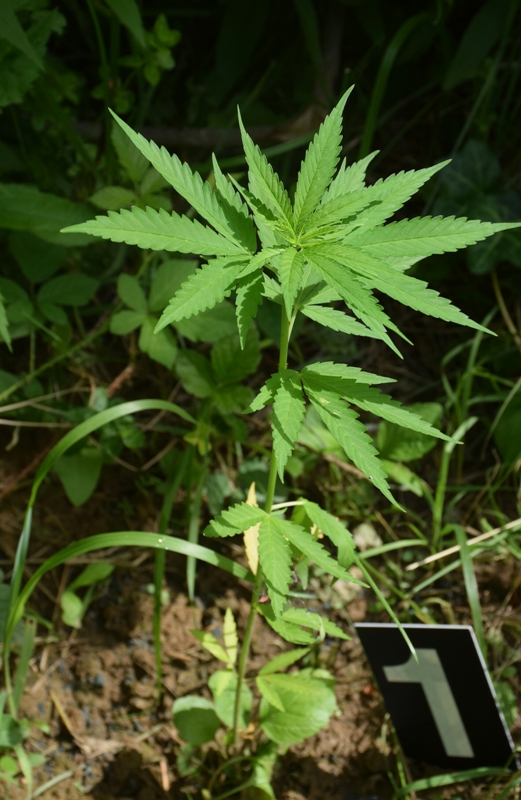 droga.4.7.3