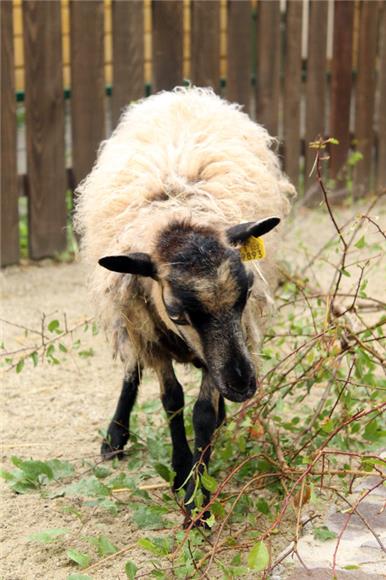 20 godina nakon ovce Dolly, jedemo li klonirano meso?