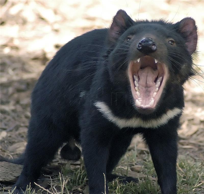Tasmanski vragovi evoluiraju kako bi razvili otpornost na rak