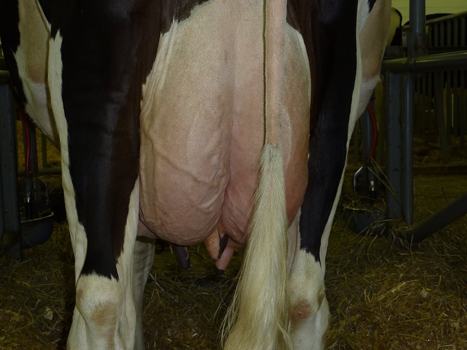 Hormoni u kravljem mlijeku nisu štetni za zdravlje – slovenski znanstvenici