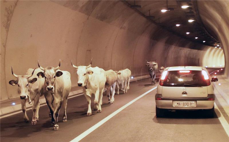 Stado krava u tunelu