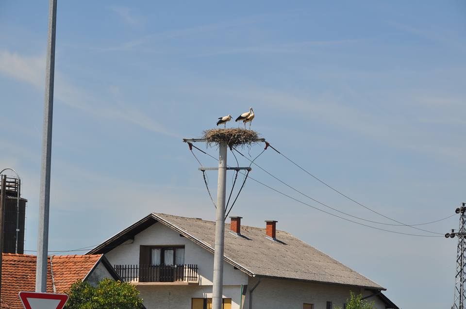 Najviše ptića bijele rode prstenovano u Vrbovcu