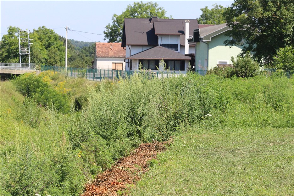 trava koruska heruca (12)