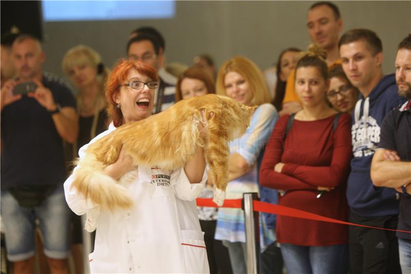 Posjetitelji još danas mogu pogledati međunarodnu izložbu mačaka