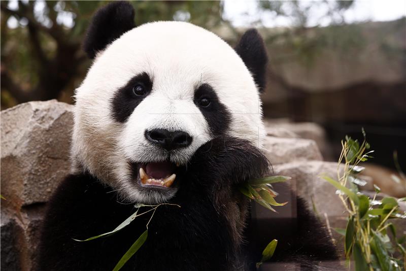 Velika panda više nije ugrožena vrsta