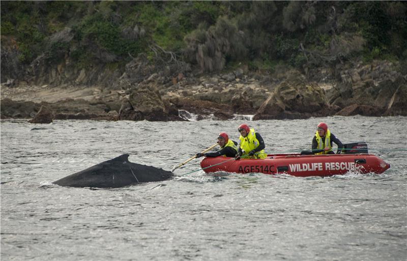 Mladunče kita pomoglo majci da se izvuče iz plićaka