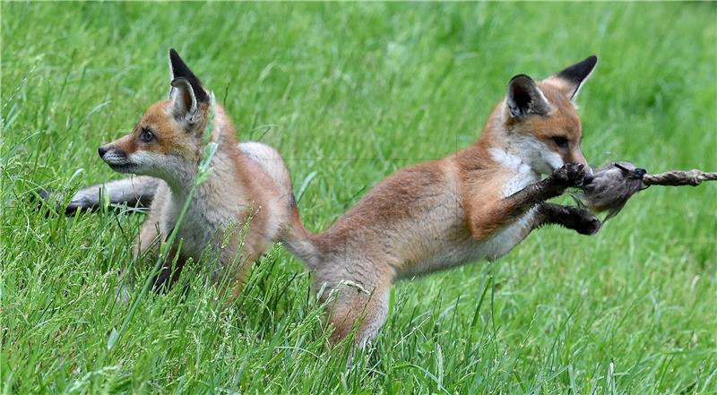Započela proljetna akcija oralne vakcinacije lisica