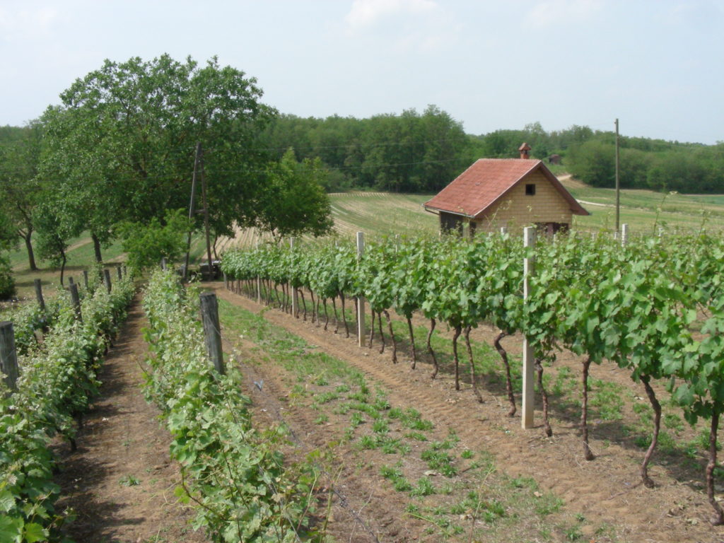 vinograd durdevac