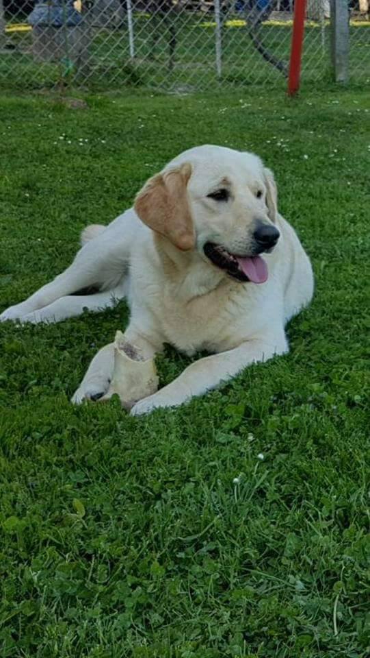 Labrador