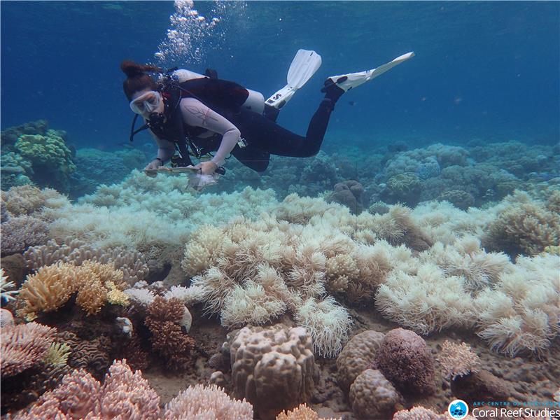 Veliki koraljni greben vrijedi 37 milijardi eura