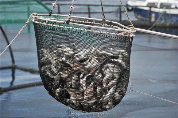 Deset posto ulovljene ribe baca se nazad u more