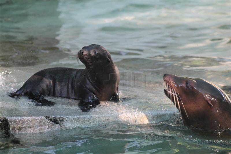 Morski lavić – najnovije mladunče u zagrebačkom Zoološkom vrtu
