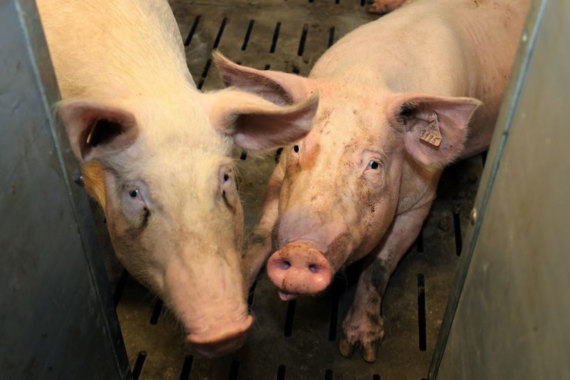 Ministarstvo poljoprivrede: Spremno dočekana pojava afričke svinjske kuge