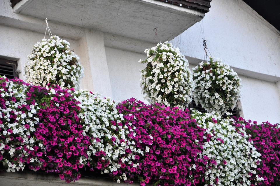 Prema staroj tradiciji, u Vrgorcu “ukradeno” 500 pitara s cvijećem