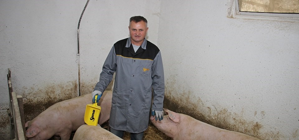 PREDSTAVLJAMO Ivica Kos iz Finčevca – uzgajivač svinja i osvajač nagrada