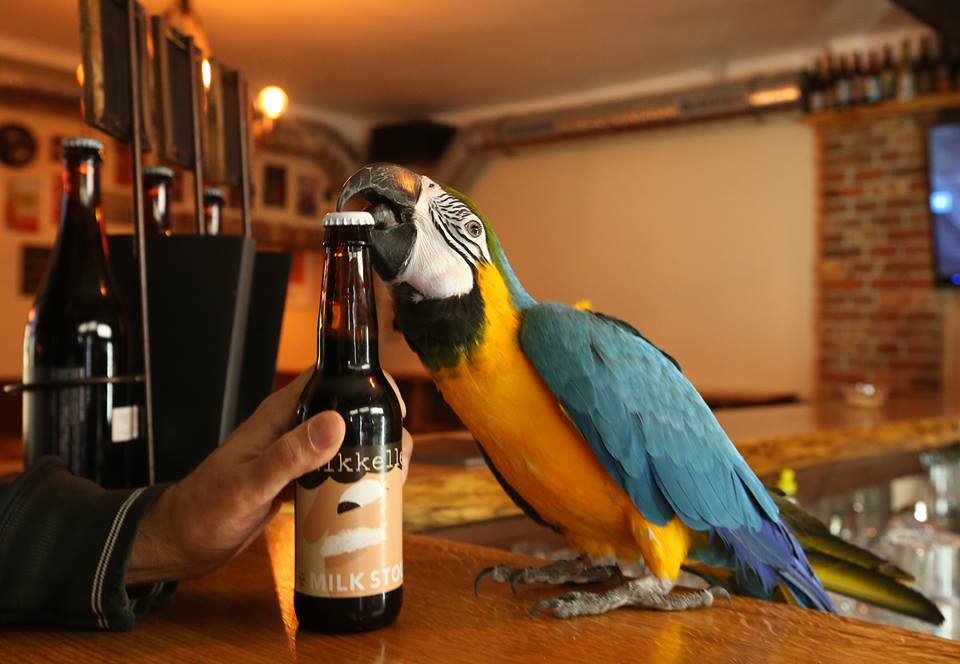 VIDEO Papiga Jack – kljunom otvara pivske boce