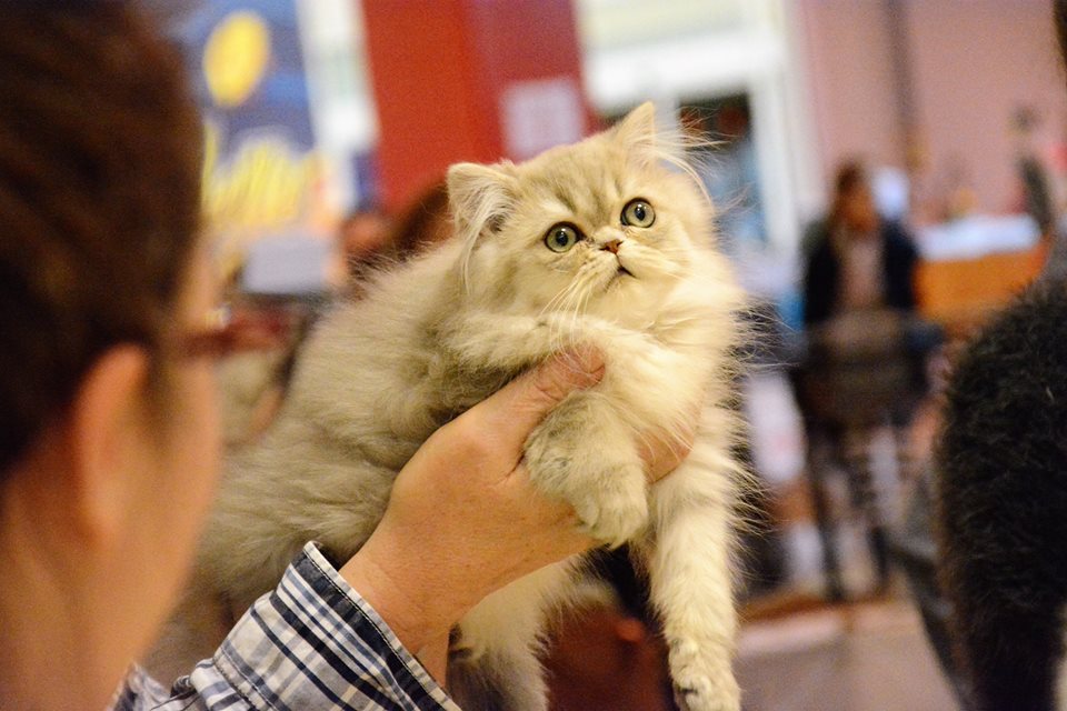 Izložba mačaka ovog vikenda u zagrebačkom Family mallu
