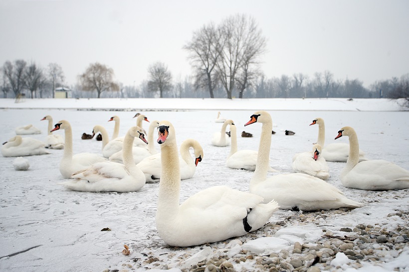 Zimske ljepote uz životinje na jezeru Jarun