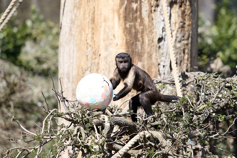 Dalibor Urukalović/Pixsell