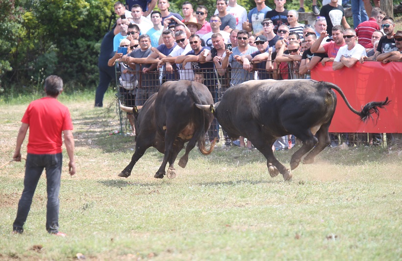 Održana tradicionalna Seoska olimpijada i borba bikova