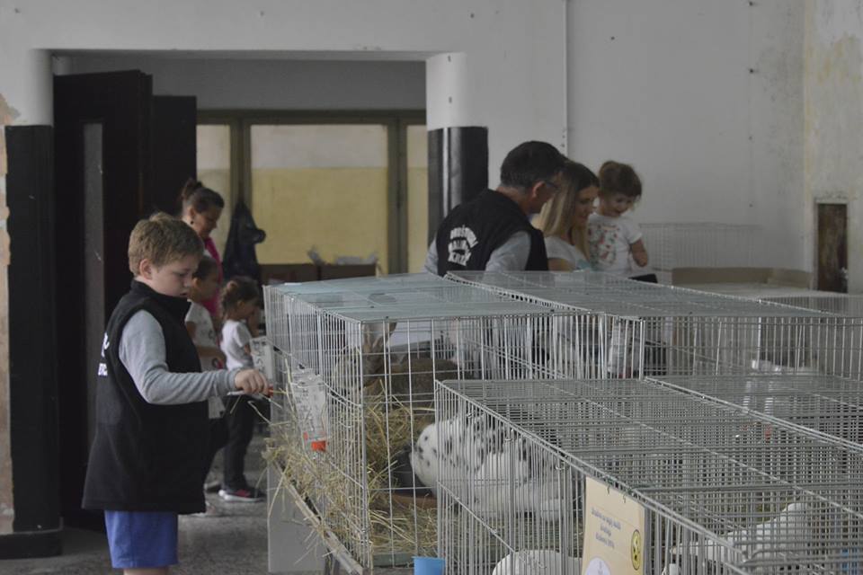 male zivotinje5