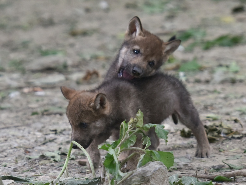 U Zagrebačkom zoološkom vrtu mladi vučji par dobio je tri vučića