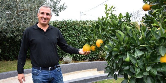 Pula: Sredinom studenog mu rodilo stablo naranči